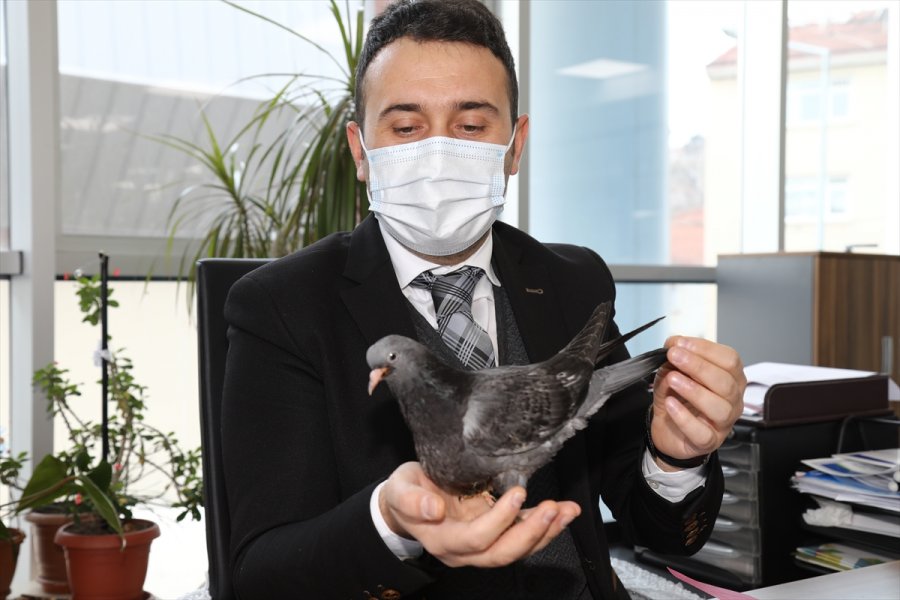 Ankara'da Zabıta Personeli, Evinin Bahçesinde Bulduğu Güvercin Yavrusuna Sahip Çıktı