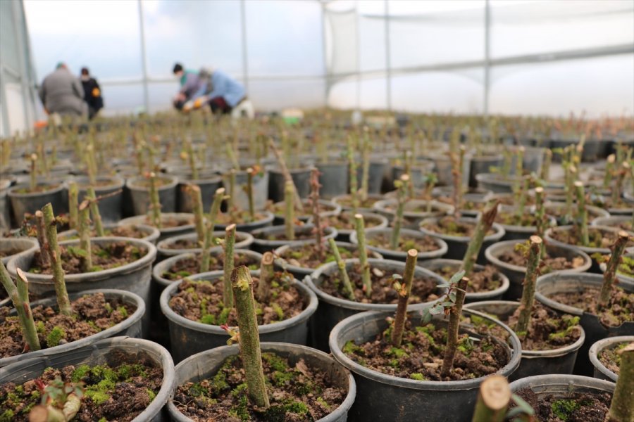 Beyşehir Belediyesi Fide Ve Çiçek Üretimini Kendi Seralarında Gerçekleştiriyor