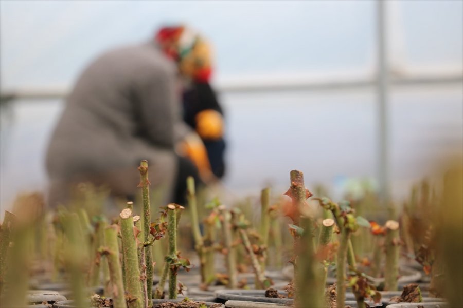 Beyşehir Belediyesi Fide Ve Çiçek Üretimini Kendi Seralarında Gerçekleştiriyor