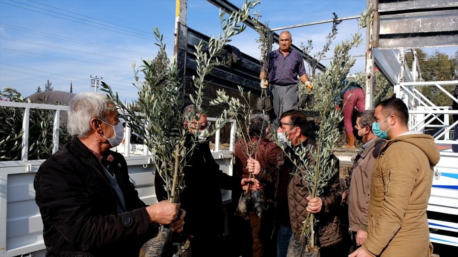 Mut'ta Üreticilere Ücretsiz Zeytin Fidanı Dağıtıldı