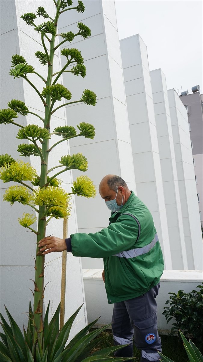 Mersin'de Belediye Bahçesinde Unesco Listesindeki Agave Bitkisi Bulundu