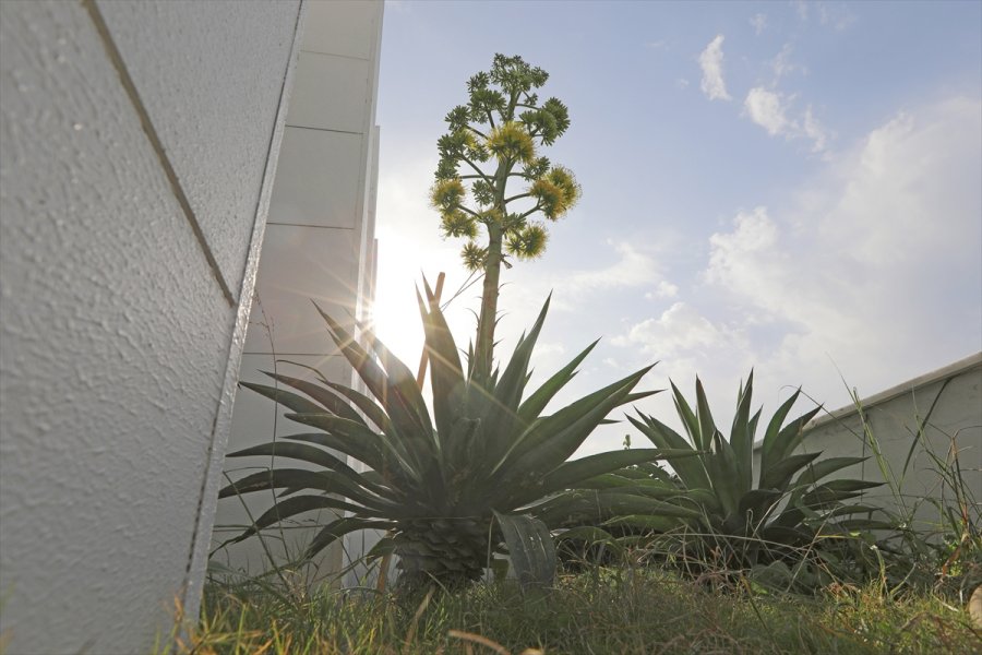 Mersin'de Belediye Bahçesinde Unesco Listesindeki Agave Bitkisi Bulundu