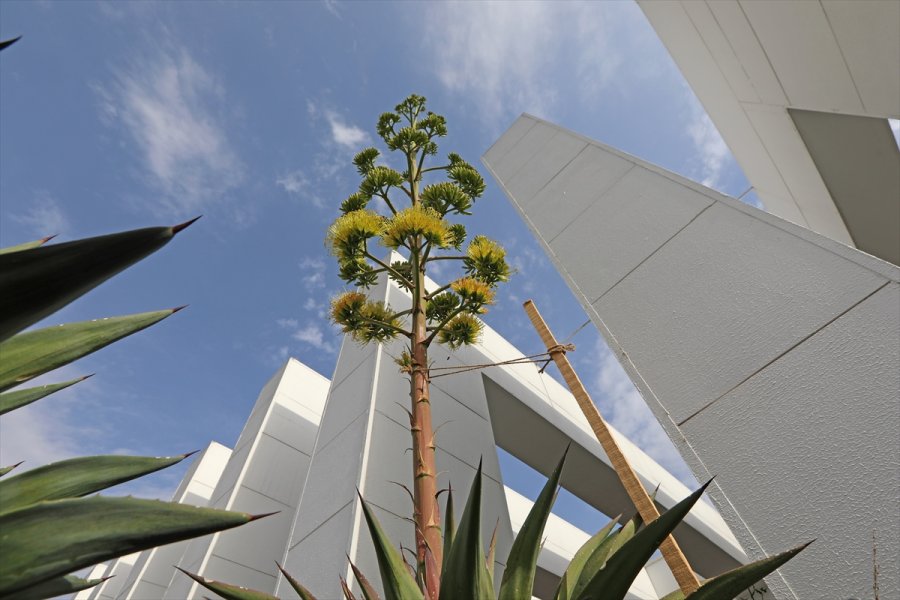 Mersin'de Belediye Bahçesinde Unesco Listesindeki Agave Bitkisi Bulundu