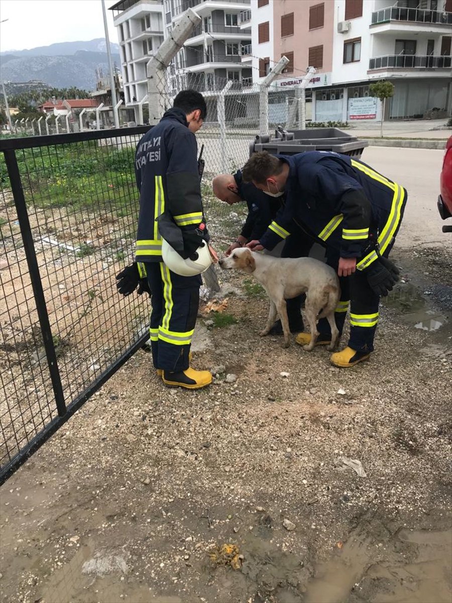Antalya'da Kuyuya Düşen Köpeği İtfaiye Ekipleri Kurtardı