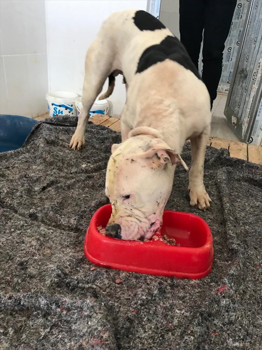 Mersin'de Hayvan Bakımevindeki Bir Köpeğin Kavgada Parçalandığı İddiası Yalanlandı