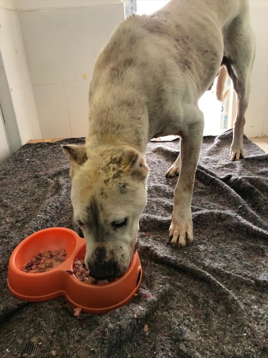 Mersin'de Hayvan Bakımevindeki Bir Köpeğin Kavgada Parçalandığı İddiası Yalanlandı