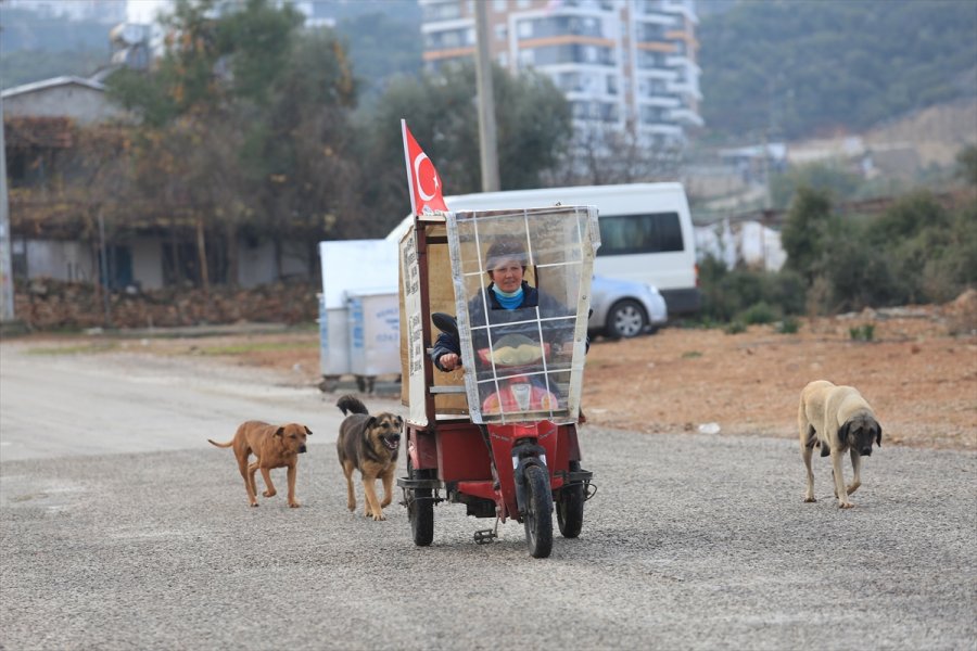 Sokak Hayvanlarının 