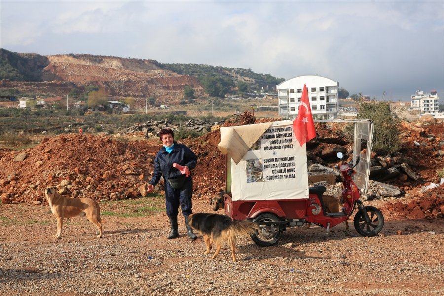 Sokak Hayvanlarının 