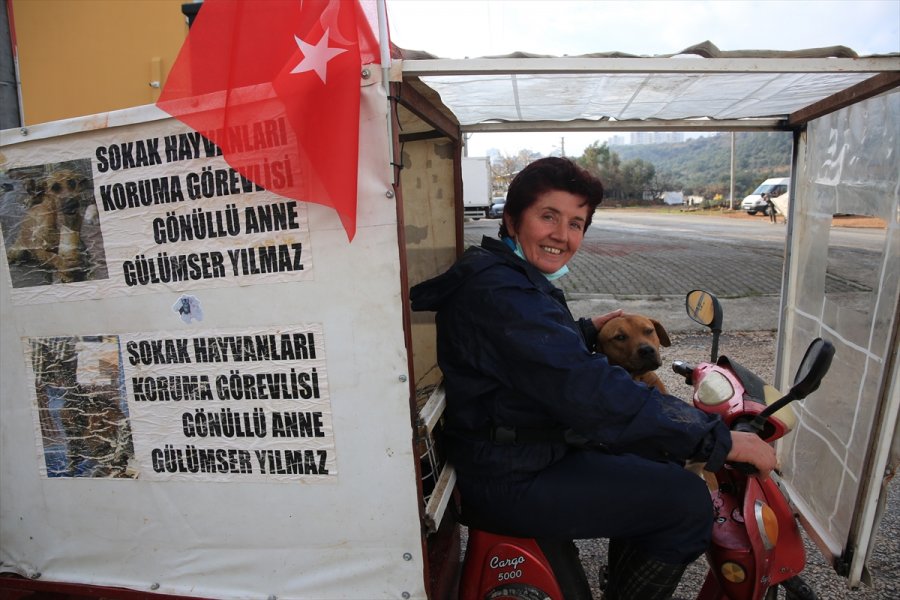 Sokak Hayvanlarının 