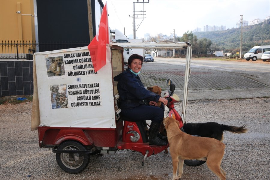 Sokak Hayvanlarının 