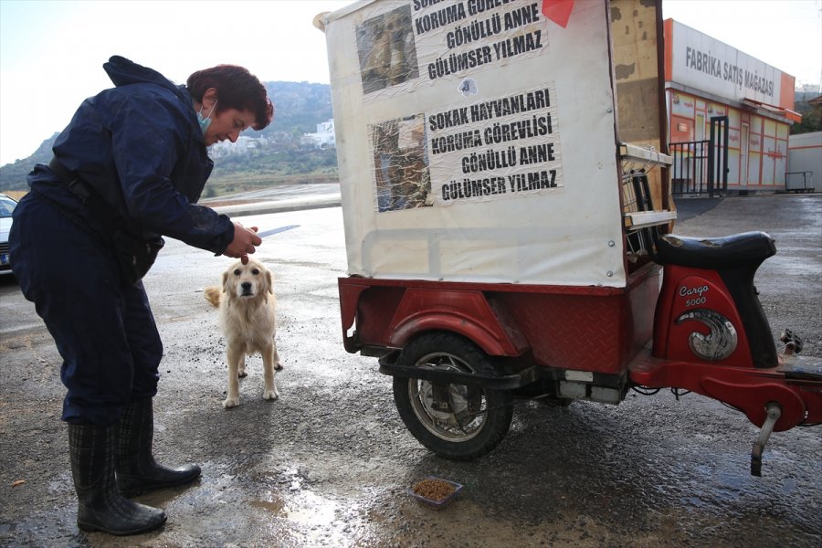 Sokak Hayvanlarının 