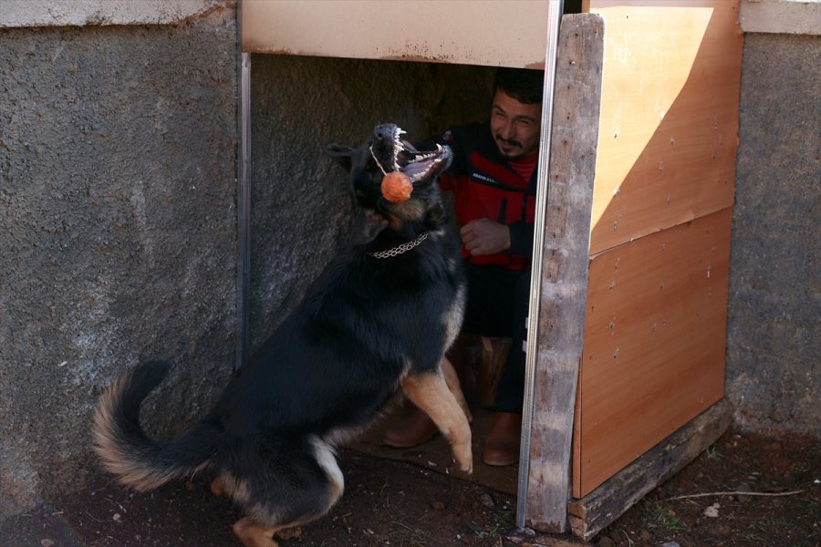 Duyarlı Köpek Eğitmeni, Afetlerde Görev Yapacak 