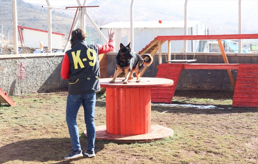 Duyarlı Köpek Eğitmeni, Afetlerde Görev Yapacak