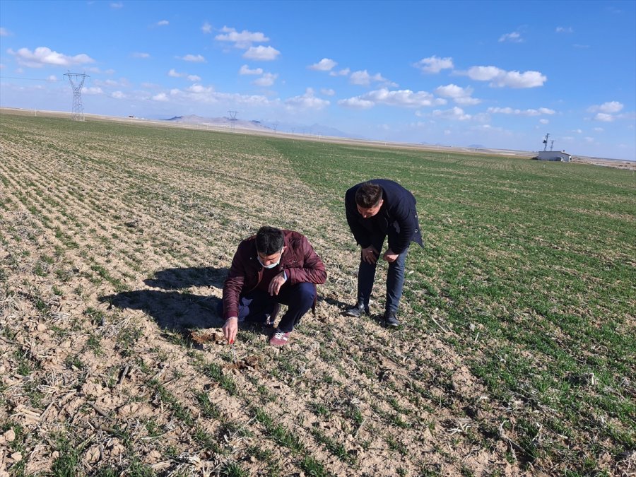 Karapınar Çiftçisi Yağışlardan Memnun