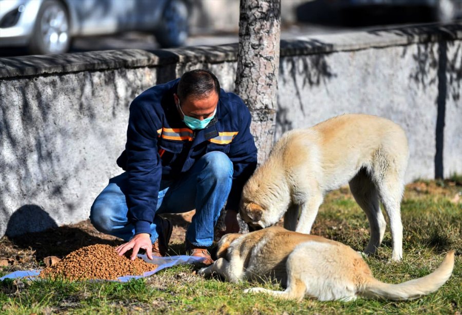 Beypazarı Belediyesinden Sokak Hayvanlarına Yem