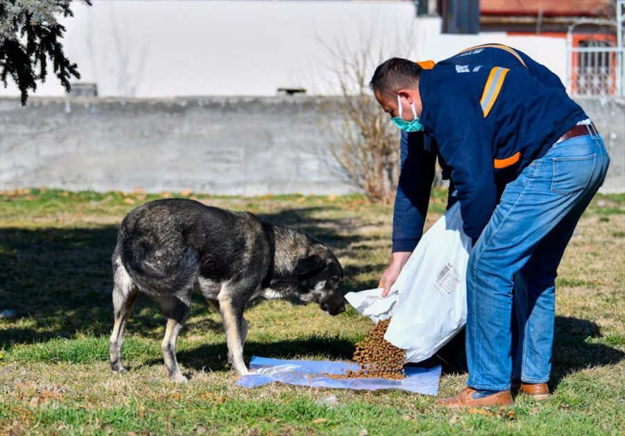 Beypazarı Belediyesinden Sokak Hayvanlarına Yem
