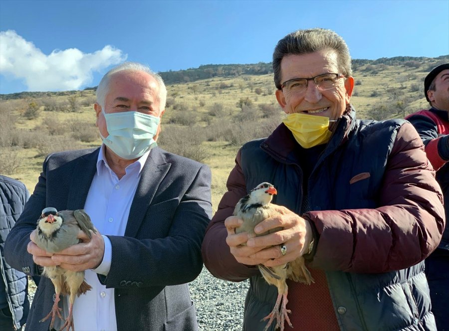 Güdül’de 50 Kınalı Keklik Doğaya Salındı