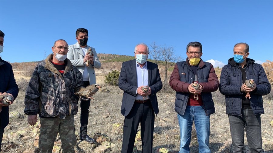 Güdül’de 50 Kınalı Keklik Doğaya Salındı