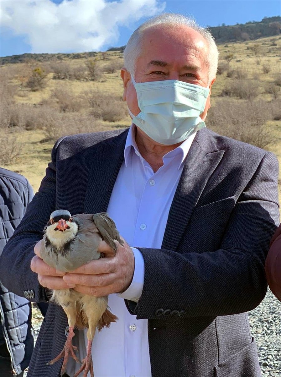 Güdül’de 50 Kınalı Keklik Doğaya Salındı