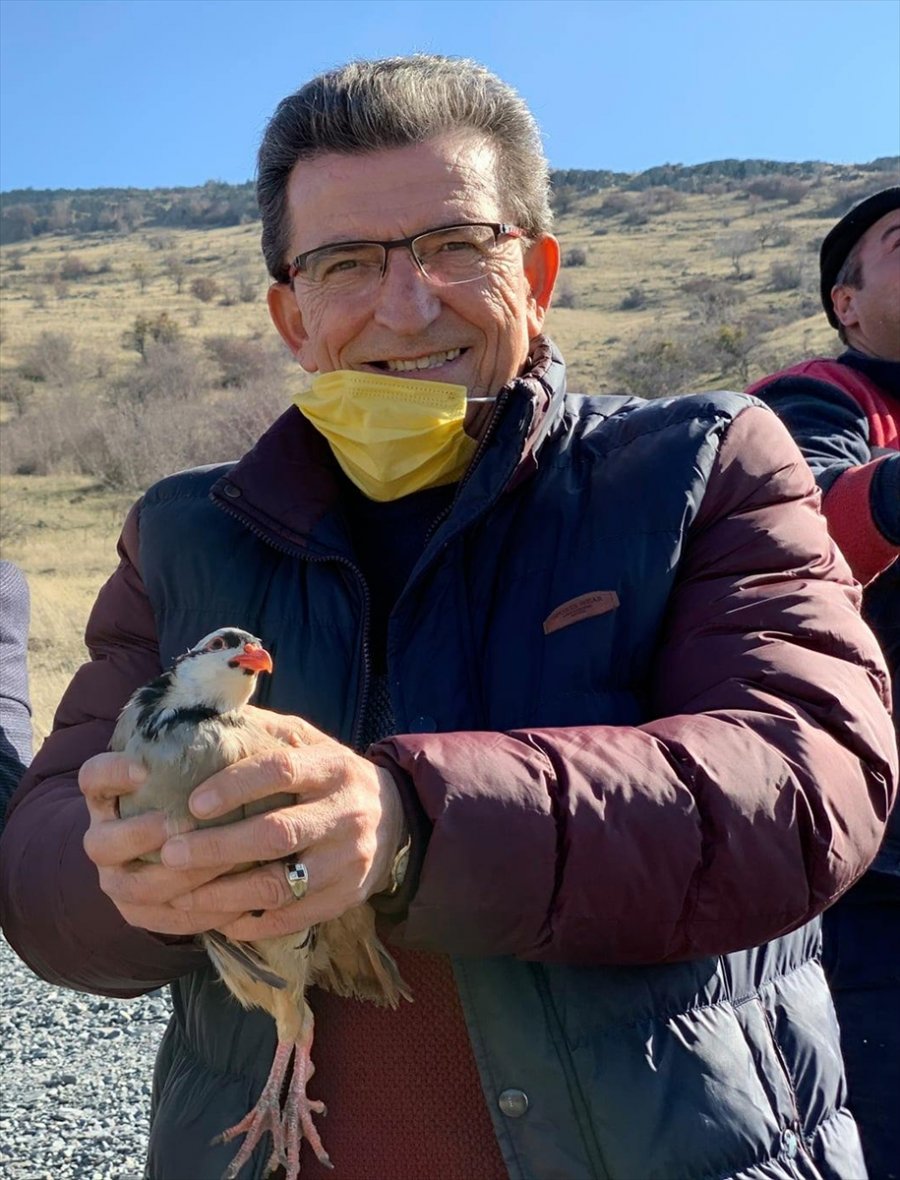 Güdül’de 50 Kınalı Keklik Doğaya Salındı