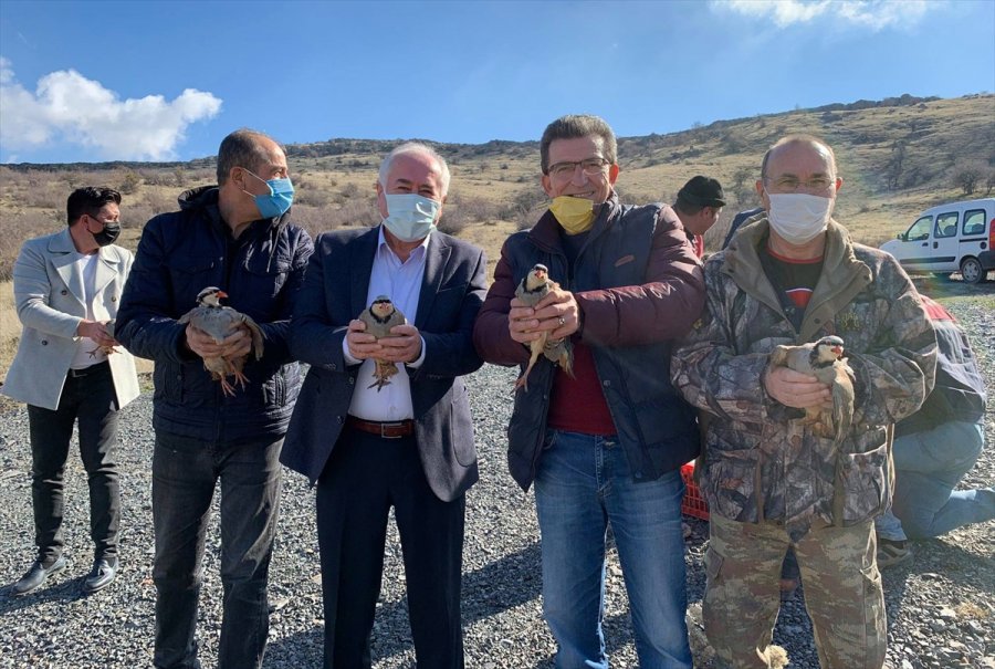 Güdül’de 50 Kınalı Keklik Doğaya Salındı