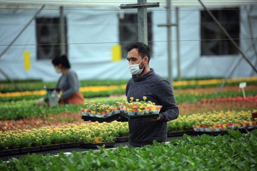 Çiçek Seralarında Sevgililer Günü Telaşı Yaşanıyor