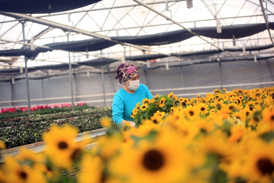 Çiçek Seralarında Sevgililer Günü Telaşı Yaşanıyor
