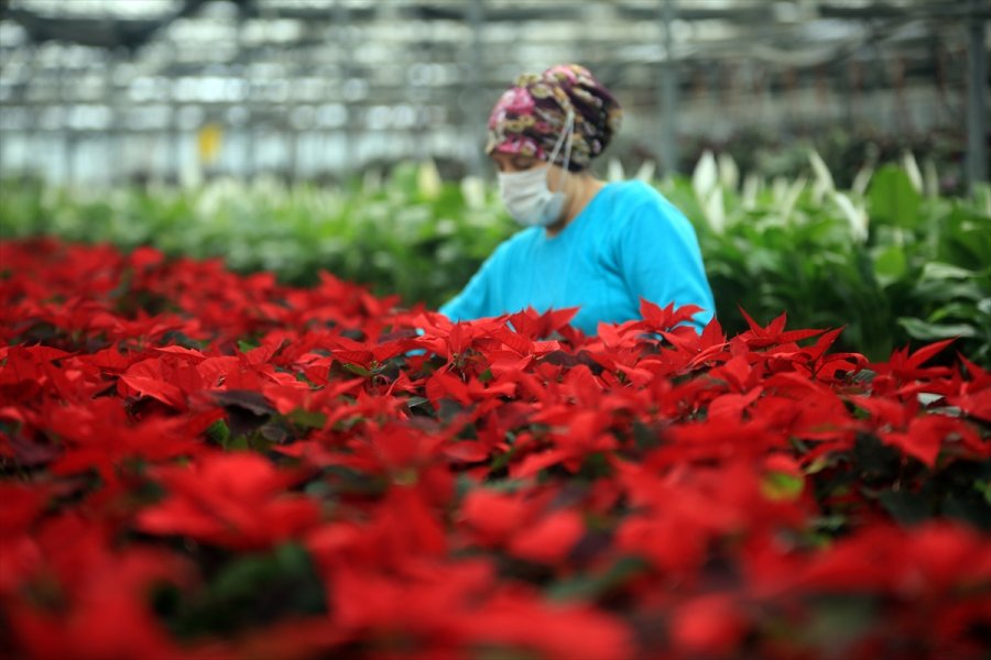 Çiçek Seralarında Sevgililer Günü Telaşı Yaşanıyor