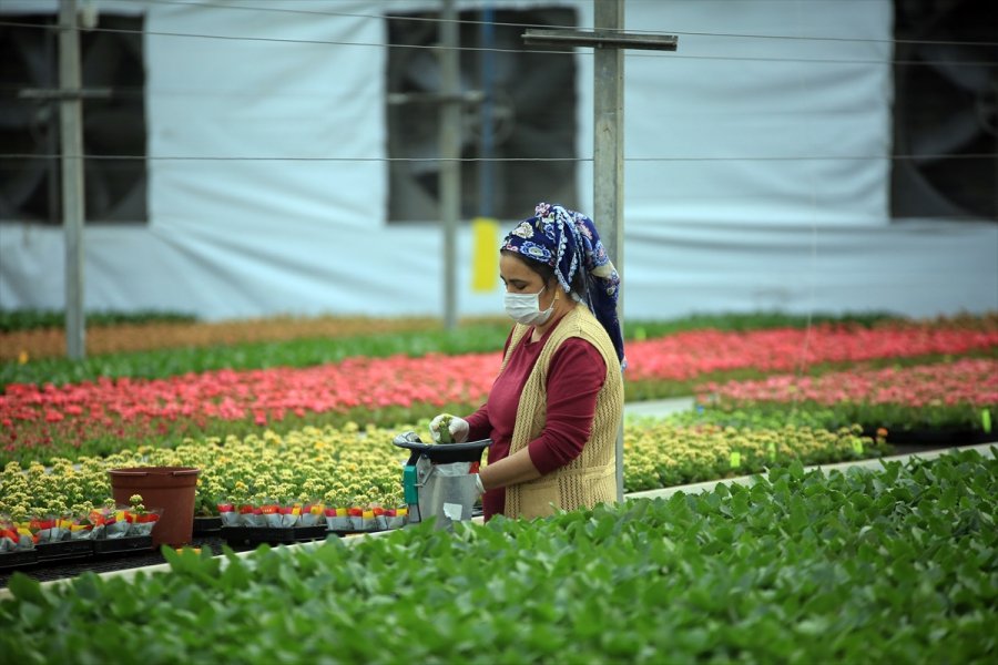 Çiçek Seralarında Sevgililer Günü Telaşı Yaşanıyor