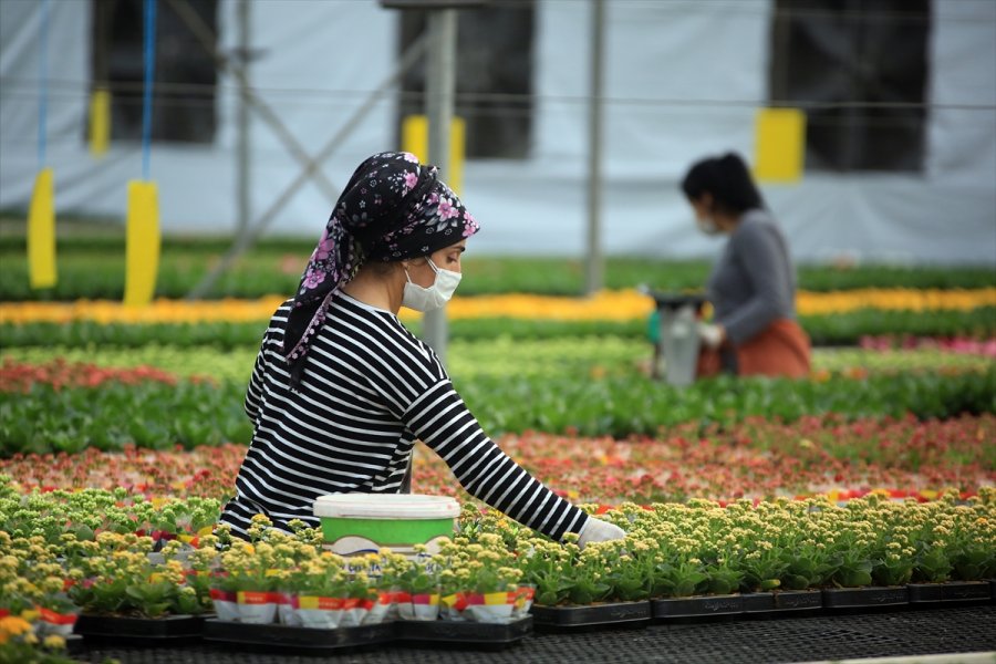 Çiçek Seralarında Sevgililer Günü Telaşı Yaşanıyor