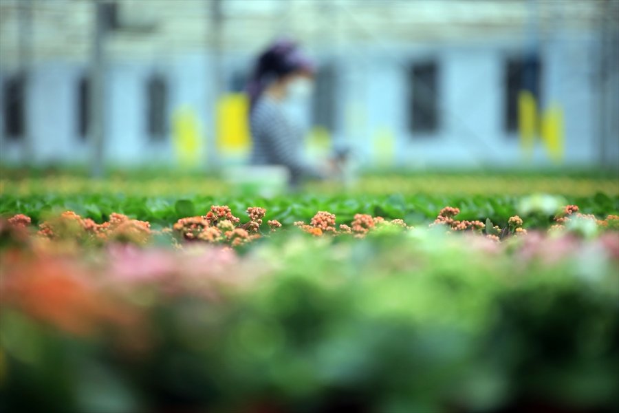 Çiçek Seralarında Sevgililer Günü Telaşı Yaşanıyor