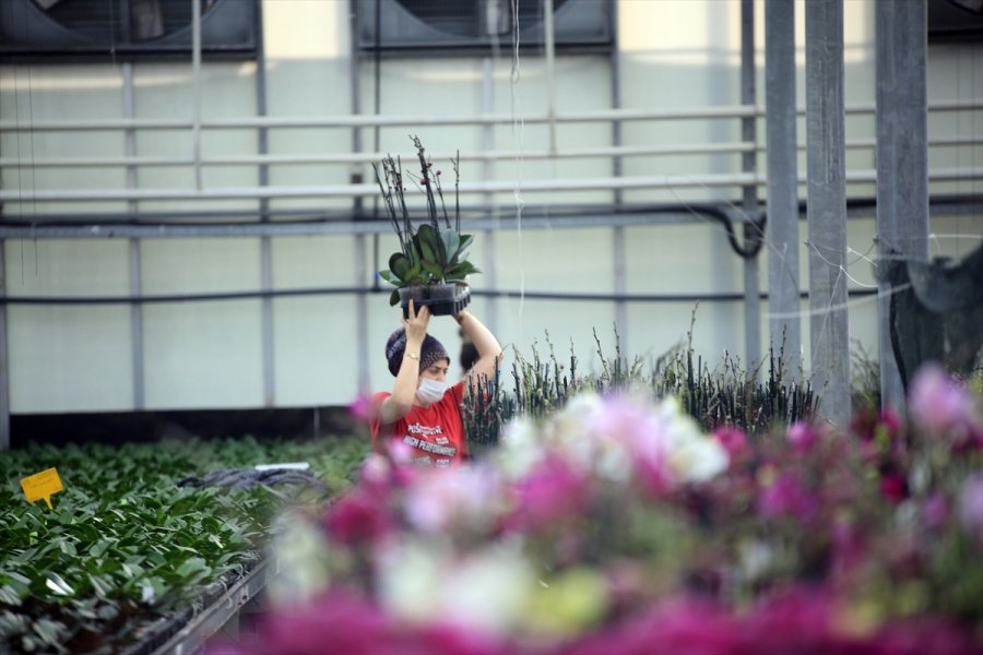 Çiçek Seralarında Sevgililer Günü Telaşı Yaşanıyor