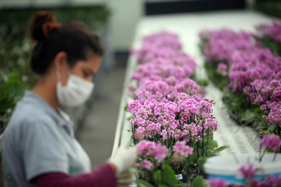 Çiçek Seralarında Sevgililer Günü Telaşı Yaşanıyor