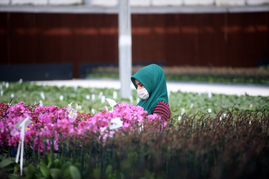Çiçek Seralarında Sevgililer Günü Telaşı Yaşanıyor