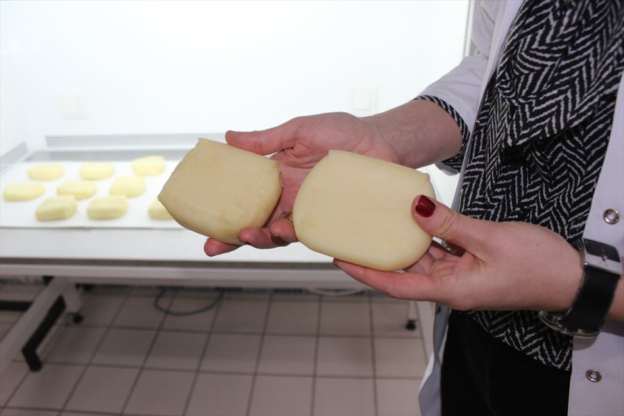Kaşar Peynirindeki Küflenmeyi Önleyecek Proje Hayata Geçiriliyor