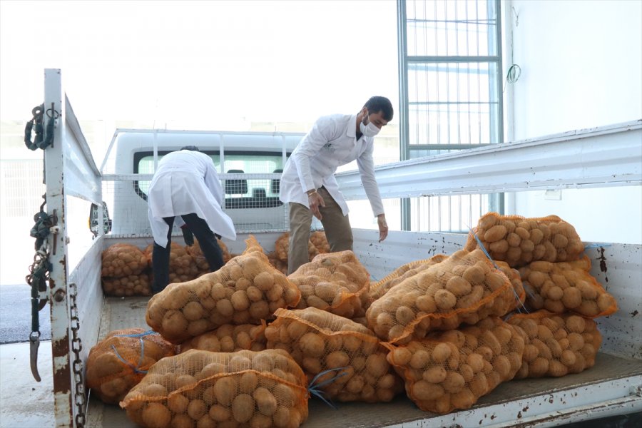 Ak Partili Belediyeler, Çiftçiden Aldıkları Patatesi İhtiyaç Sahiplerine Dağıtacak