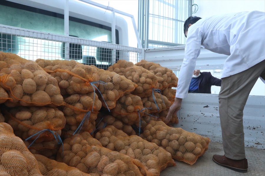 Ak Partili Belediyeler, Çiftçiden Aldıkları Patatesi İhtiyaç Sahiplerine Dağıtacak