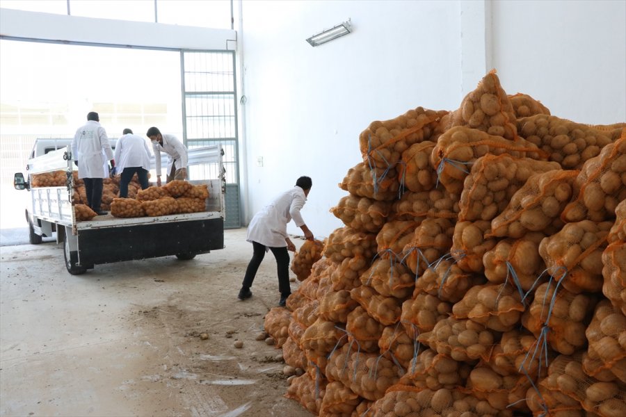 Ak Partili Belediyeler, Çiftçiden Aldıkları Patatesi İhtiyaç Sahiplerine Dağıtacak