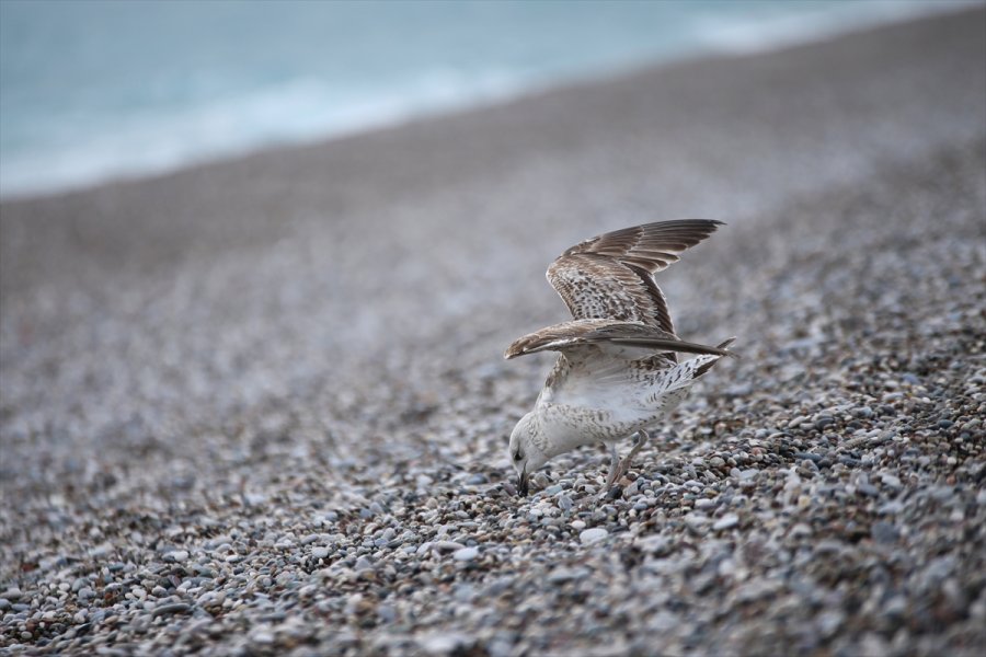 Antalya'da Yabancı Turistler Dalgalara Rağmen Denize Girdi