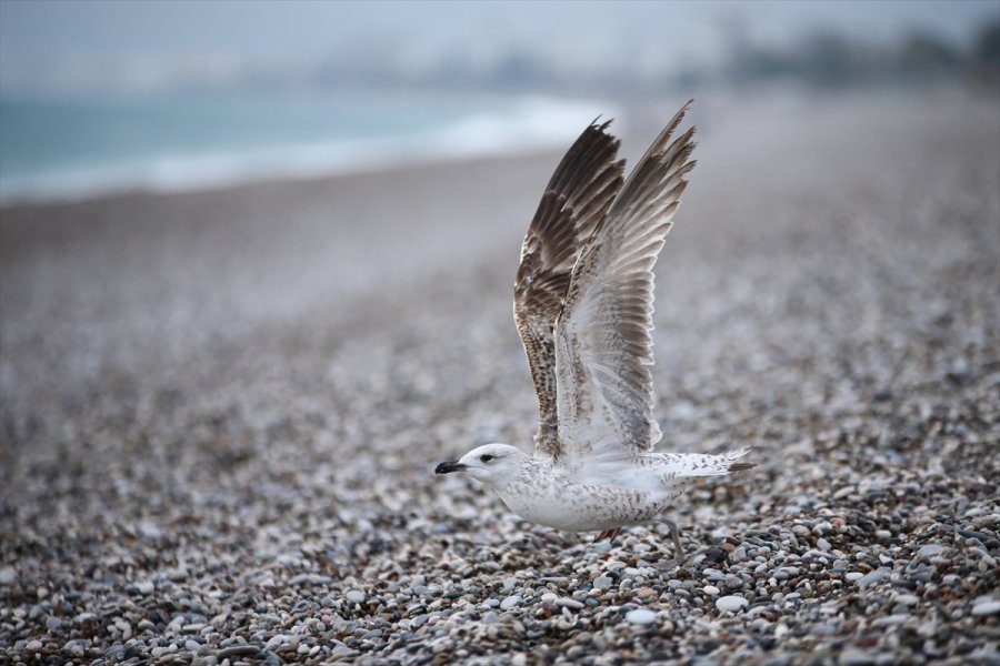 Antalya'da Yabancı Turistler Dalgalara Rağmen Denize Girdi