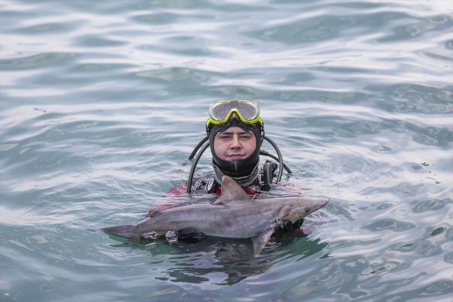 Mersin'de Deniz Dibi Temizliği Sırasında Telef Olmuş Köpek Balığı Yavrusu Bulundu