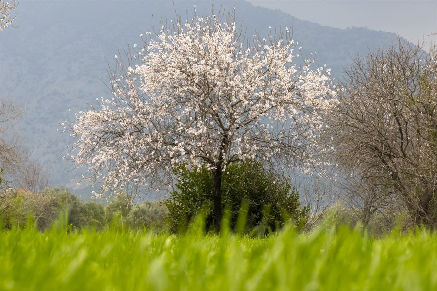 Antalya'da Badem Ağaçları Çiçek Açtı