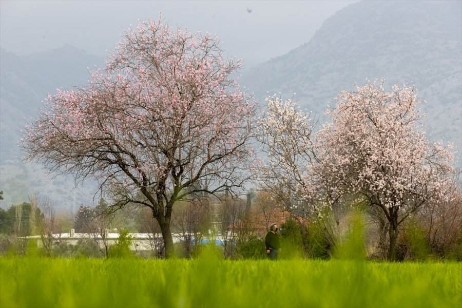 Antalya'da Badem Ağaçları Çiçek Açtı