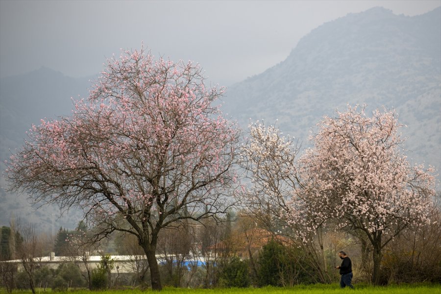 Antalya'da Badem Ağaçları Çiçek Açtı