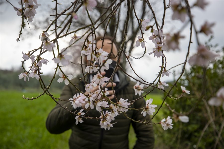 Antalya'da Badem Ağaçları Çiçek Açtı
