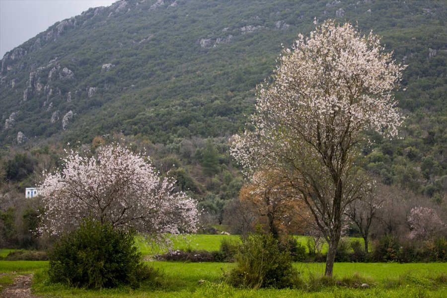 Antalya'da Badem Ağaçları Çiçek Açtı