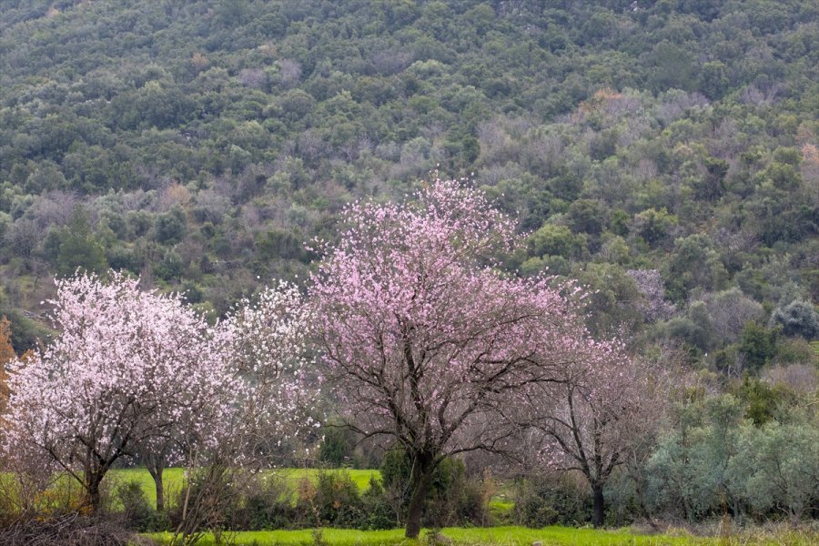 Antalya'da Badem Ağaçları Çiçek Açtı