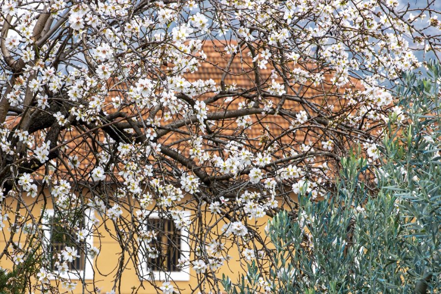 Antalya'da Badem Ağaçları Çiçek Açtı