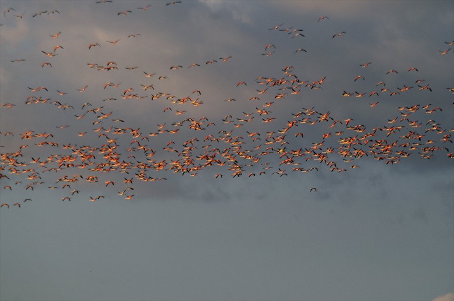 Akgöl Sazlıklarındaki Dolgu Set İkinci Kez Tahrip Edildi
