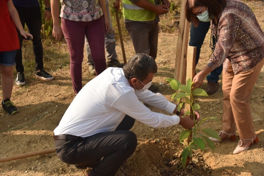 Anamur Belediyesi İlçede Tropikal Meyve Üretimini Arttırmayı Hedefliyor